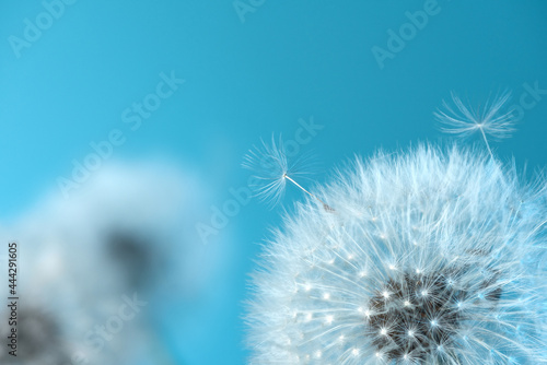 White blowball dandelions on blue background. Macro