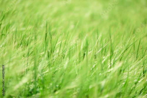 Green wheat field on sunny day. Soft focus © thayra83