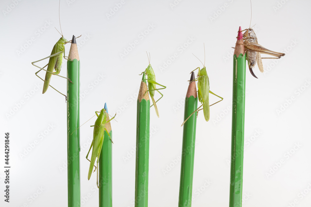 Various species of grasshoppers sitting on pencils