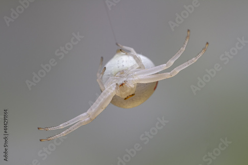 Spider hanging on web in nature photo