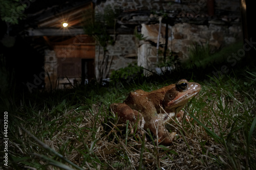 Common frog Rana temporaria in night garden photo