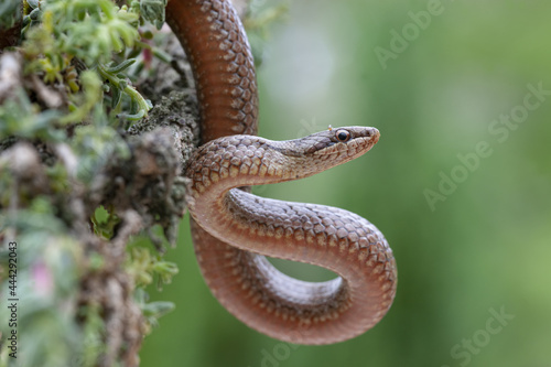 Smooth snake Coronella austriaca head in nature photo