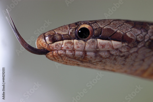 Smooth snake Coronella austriaca head in nature photo