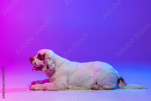 One dog white Clumber running isolated over gradient pink blue studio background in neon light filter. Concept of motion, action, pets love, animal life. photo