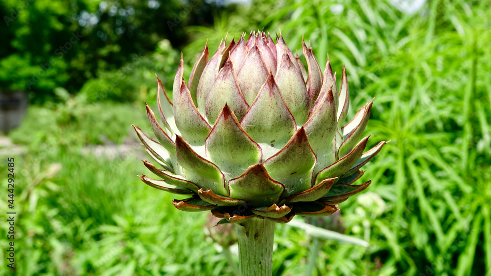 Artischocken im Garten im Sonnenlicht Artischocken im Garten im Sonnenlicht