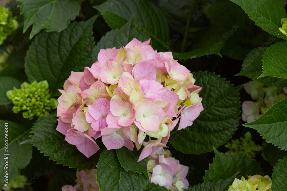 Flowering hortensia plant (Hydrangea macrophylla). Blossoming flowers in summer garden. Pink hydrangea Flowering hortensia plant (Hydrangea macrophylla). Blossoming flowers in summer garden. Pink hydrangea
