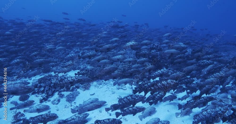 Camouflage Grouper spawn Fakarava Atoll, French Polynesia Camouflage Grouper spawn Fakarava Atoll, French Polynesia