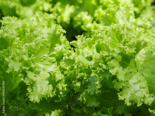 Lettuce leaves, crisp in a vegetable garden, with some blurred spots and emphasis on the texture of the vegetable
