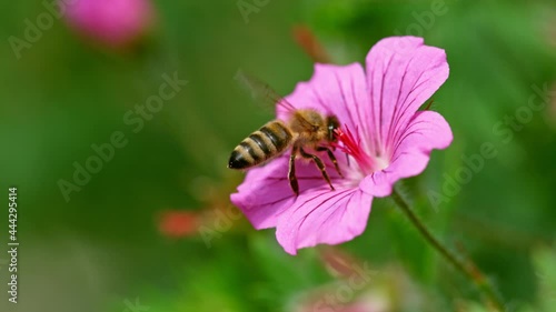 Super Slow Motion Shot of Honey Bee Collecting Nectar from Pink Flower at 1000fps.