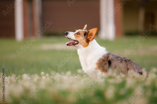 Happy and active purebred Welsh Corgi dog outdoors in the grass