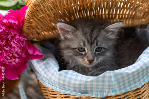  Baby Cat playing on open air. Funny Pet living on the farm outdoor