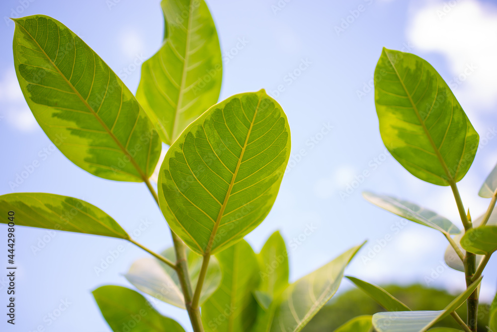 Fototapeta premium Ficus Elástica Ruby