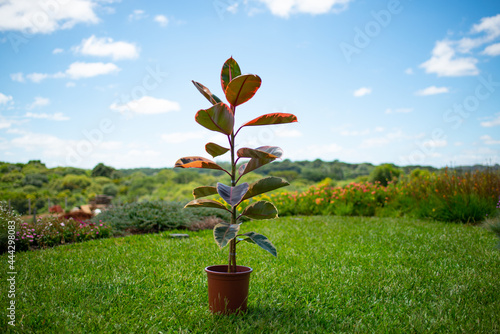 Ficus Elástica Ruby
