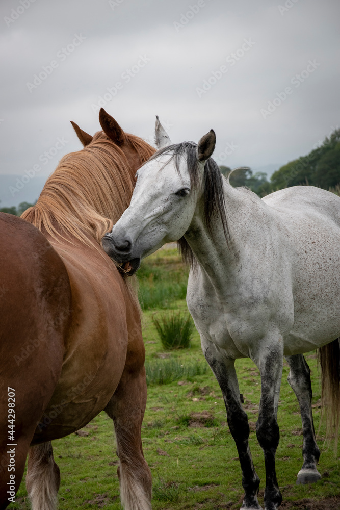 a mare grooming a gelding a mare grooming a gelding