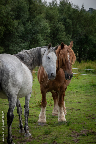 a pair of horses looking towards you © JoeE Jackson
