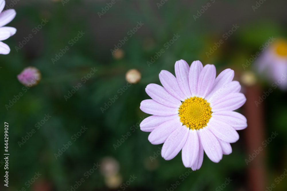 夏の庭のピンクのキレイなキクの花
夏の庭のピンクのキレイなキクの花
