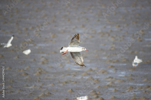 seagull on the beach