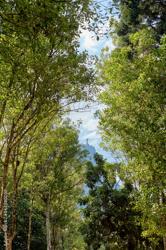Fototapeta premium Passeio pelo Jardim Botânico do Rio de Janeiro.
