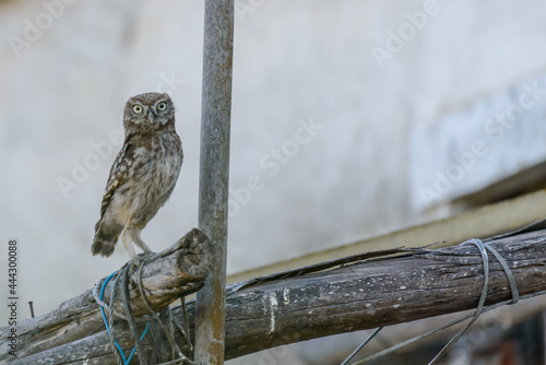 Foto Little owl (Athene noctua) owlet perched in a derelict building at dusk