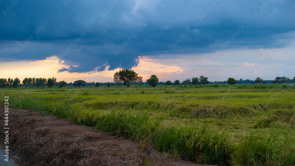Fototapeta premium sunset over the field
