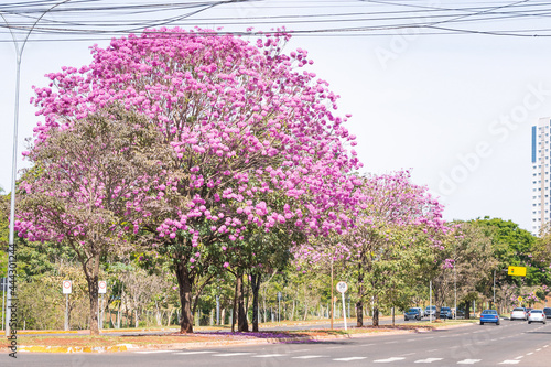 View of a Ipe tree with pink flowers on the central flower bed of Via Park at Campo Grande MS, Brazil. Tree symbol of the city.  photo