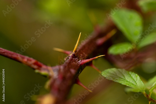 Close-up of thorns photo
