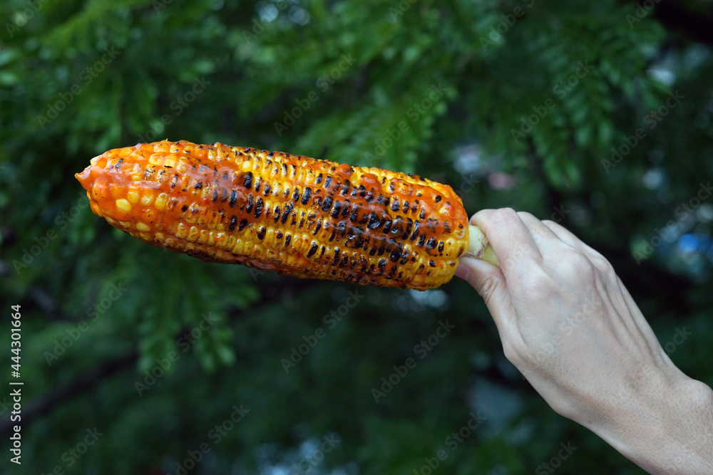 Fototapeta premium Roasted Corn