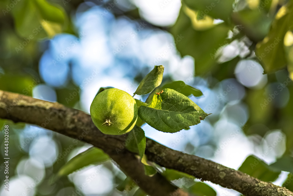 Young green unripe apples on a tree branch Young green unripe apples on a tree branch