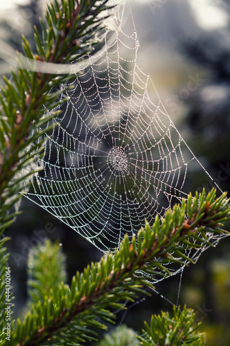 Wallpaper Mural spider web with dew drops Torontodigital.ca