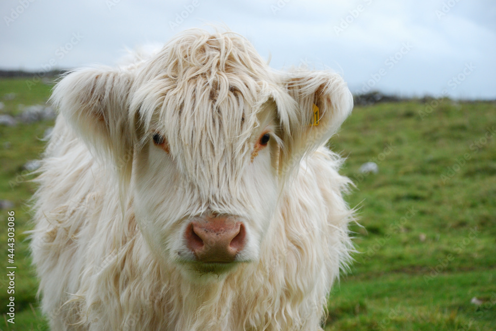 White Scottish Highlands cattle White Scottish Highlands cattle