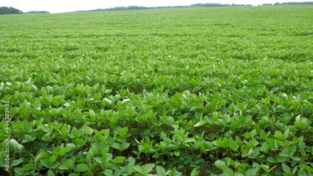 Endless field with soybeans. Eco friendly agriculture modern ideas. Harvesting. Soya bean sprout growing on an industrial scale. Summer landscape. Endless field with soybeans. Eco friendly agriculture modern ideas. Harvesting. Soya bean sprout growing on an industrial scale. Summer landscape.