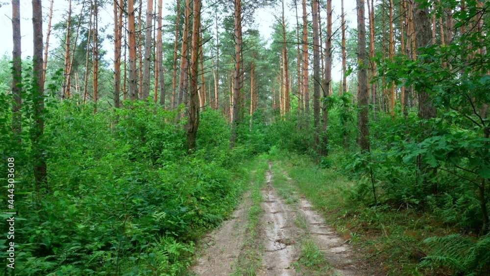 Traveling on green pine forest, wanderlust concept. First-person view, eyes walking. Health care, fresh air. Beautiful green road. Traveling on green pine forest, wanderlust concept. First-person view, eyes walking. Health care, fresh air. Beautiful green road.