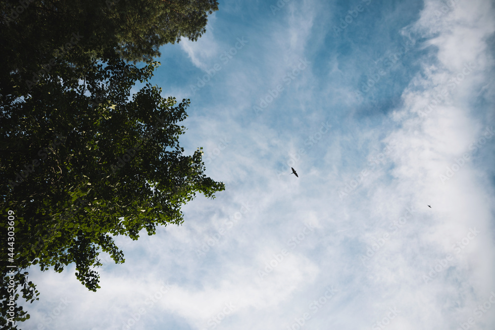 birds on the background of blue sky and white clouds and green trees birds on the background of blue sky and white clouds and green trees