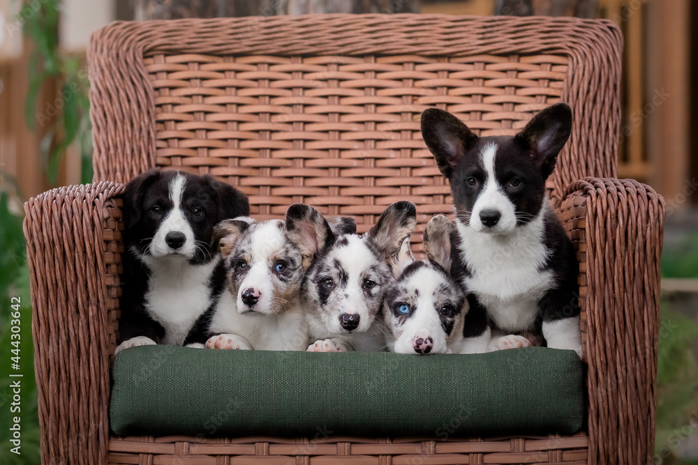 Adorable portrait of five sweet healthy and happy corgi puppies group litter in the garden