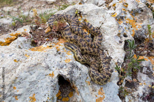 Blotched snake on light stone