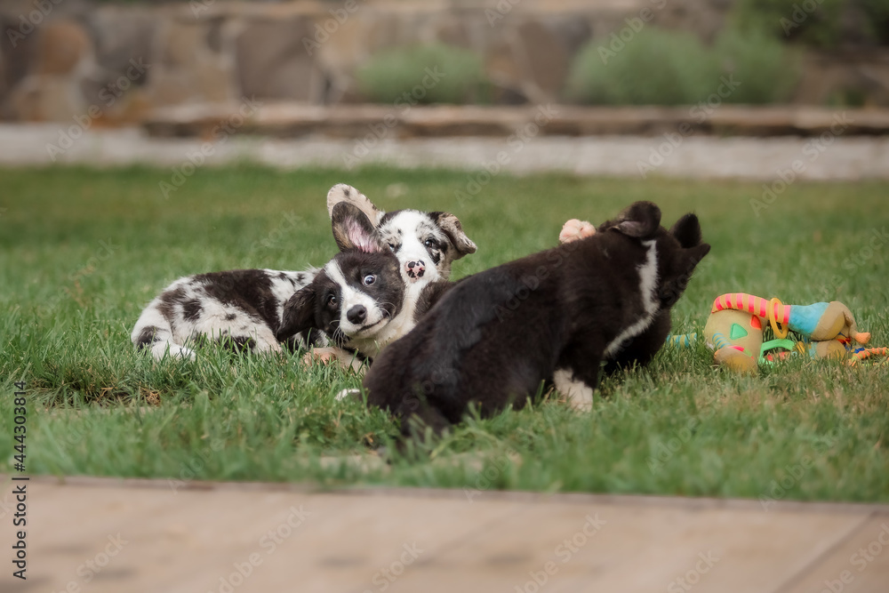 Happy puppies playing and running together outdoors. Corgi dogs. Dog kennel.