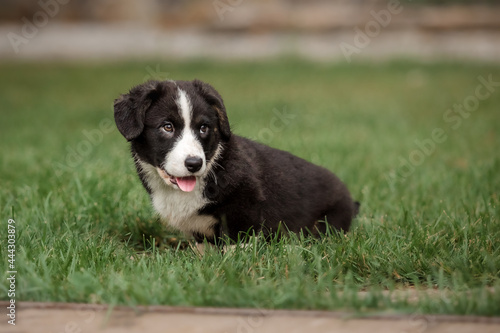 Welsh Corgi Cardigan cute fluffy dog puppy.