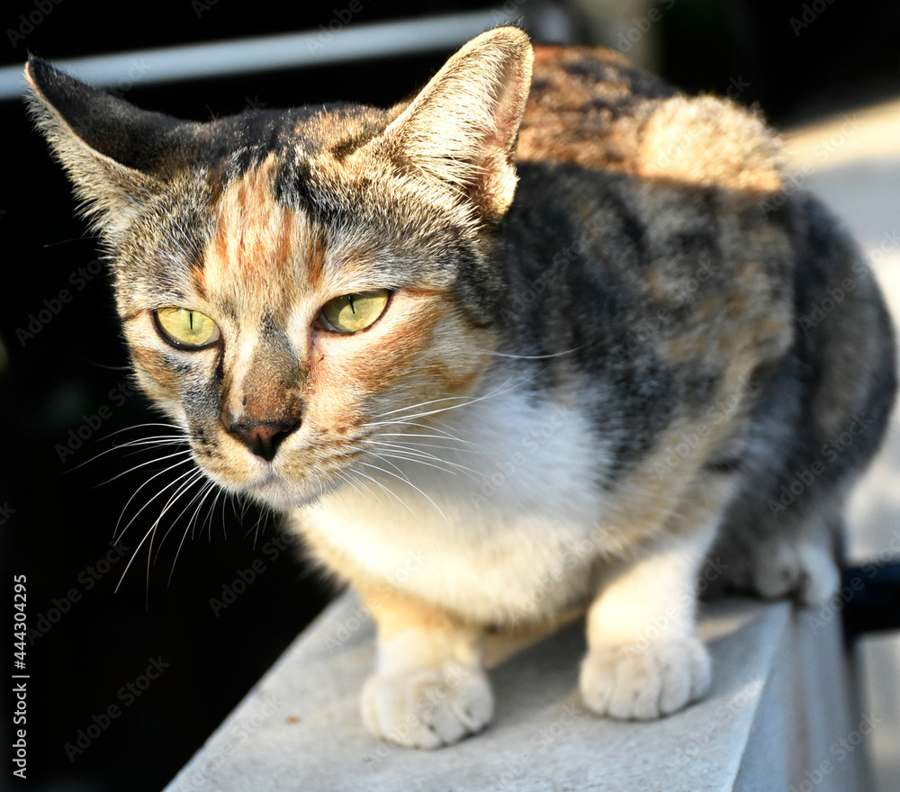 A cute mixed-colored tabby cat is on the white brick fence next to the house. A cute mixed-colored tabby cat is on the white brick fence next to the house.