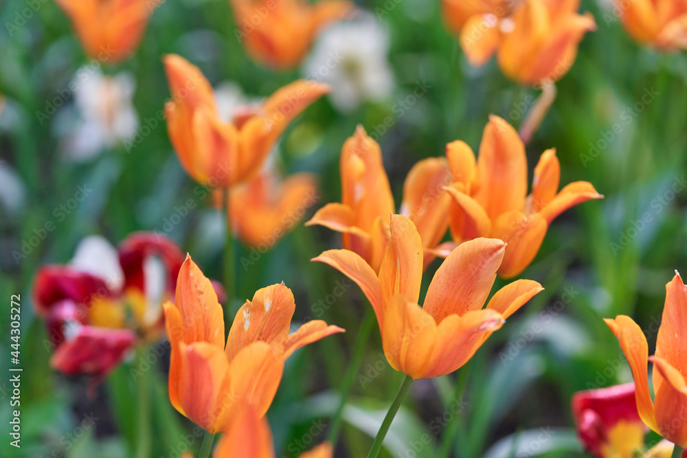 Bright flowers of tulips on a tulip field on a sunny morning Bright flowers of tulips on a tulip field on a sunny morning