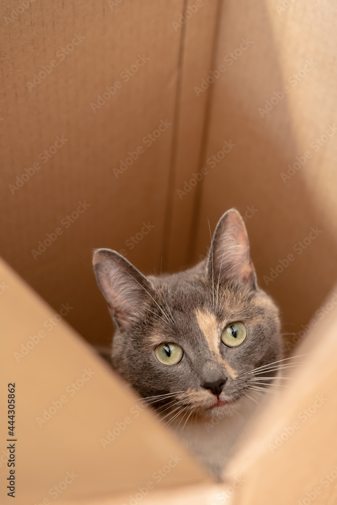 Head of a curious cat that has climbed into a cardboard box and looks with interest. Top view. Head of a curious cat that has climbed into a cardboard box and looks with interest. Top view.