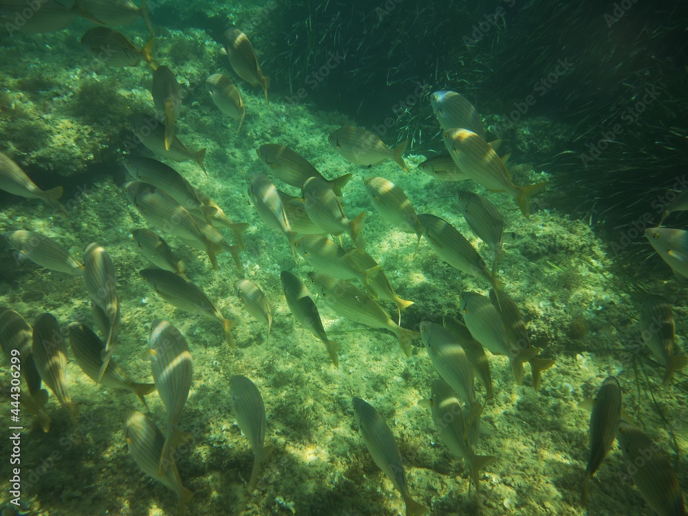 Fototapeta premium Cala Giverola, Tossa de Mar, Gerona, Cataloña, España
