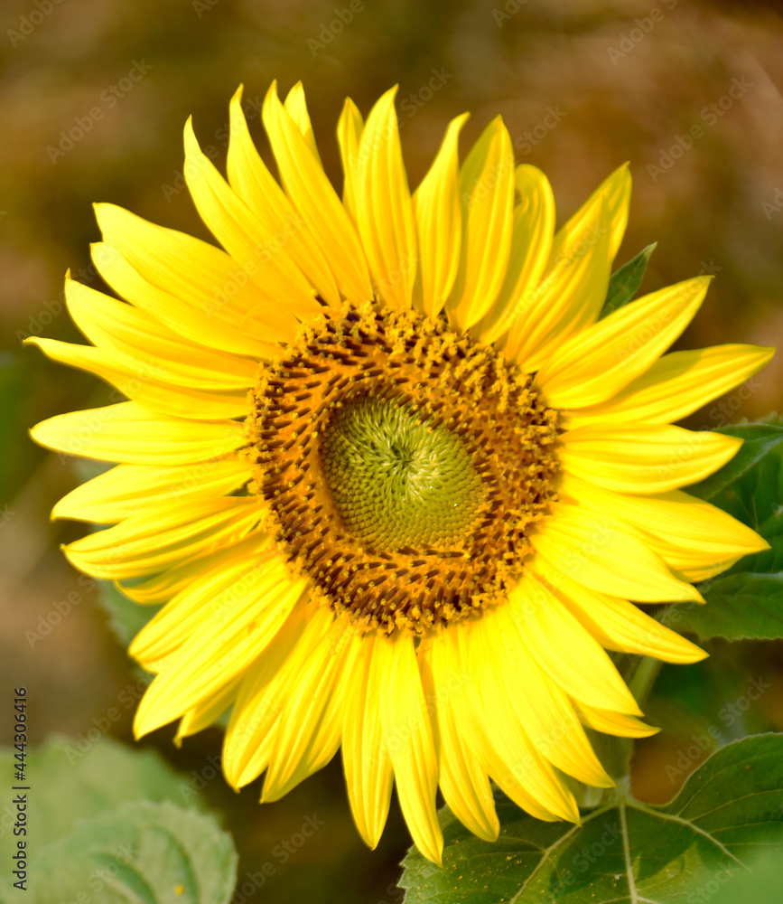 The blooming sunflower, yellow flower with orange blossom pollen and fresh green leaves, is the focus of the park. The blooming sunflower, yellow flower with orange blossom pollen and fresh green leaves, is the focus of the park.