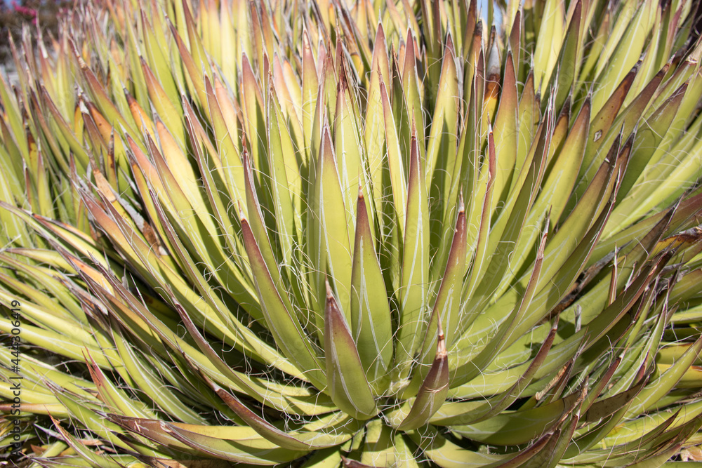 Obraz premium close up of a green spiky plant