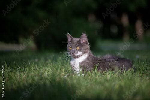 Beautiful young purebred white-gray cat in the summer park, close-up.