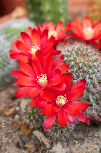 Rebutia fiebrigii 