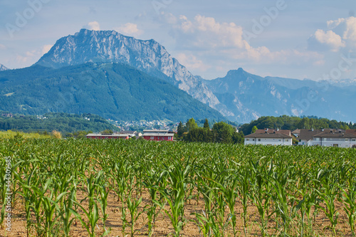Young, green corn on the background of small houses, trees, mountains, blue sky and clouds.