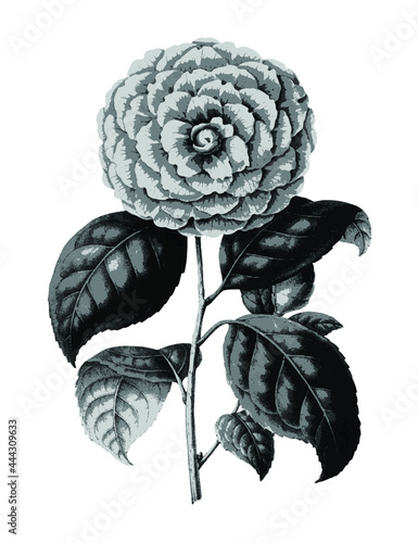 Hand drawn camellia flower design element Free download It`s perfect for fabrics, t-shirts, mugs, decals, pillows, logo, pattern and much more!