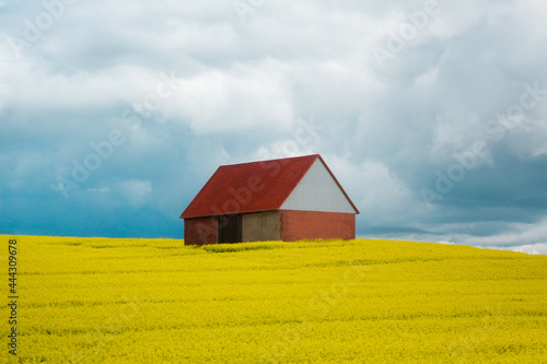 Landscape of the German countryside. A lonely house in the middle of a blooming yellow rapeseed field.