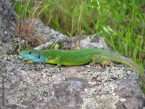 Green Lizard basking in the sun on a rock 