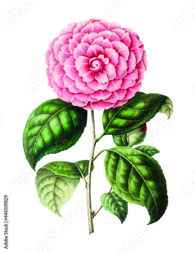 Hand drawn camellia flower design element Free download It`s perfect for fabrics, t-shirts, mugs, decals, pillows, logo, pattern and much more!